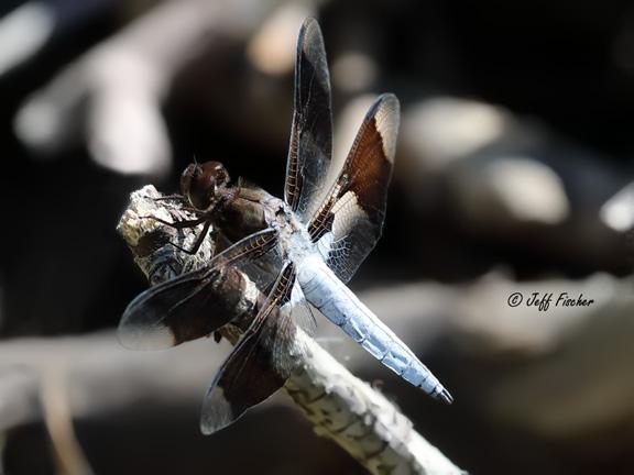 Photo of Common Whitetail