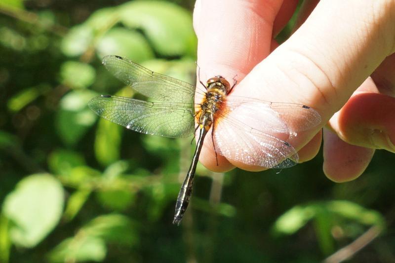 Photo of Racket-tailed Emerald