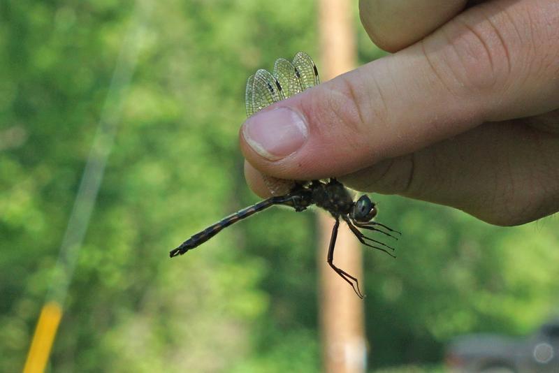 Photo of Beaverpond Baskettail