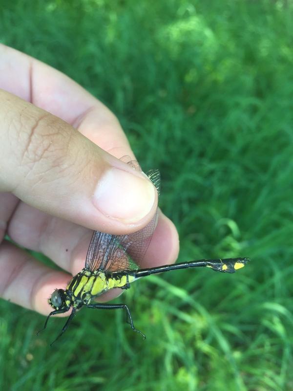 Photo of Cobra Clubtail