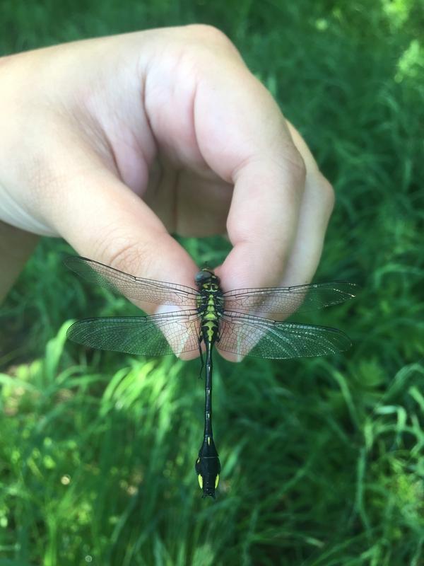 Photo of Cobra Clubtail