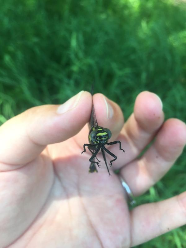 Photo of Cobra Clubtail