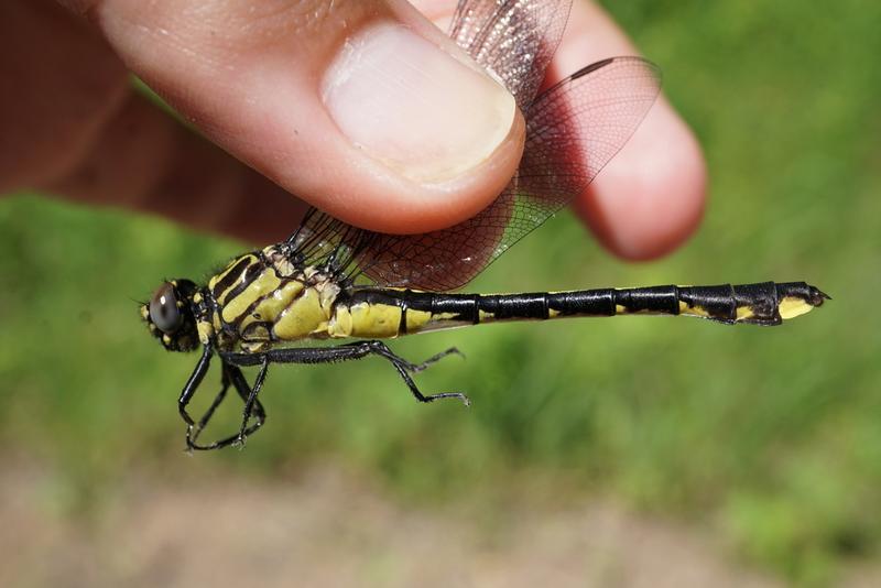 Photo of Cobra Clubtail