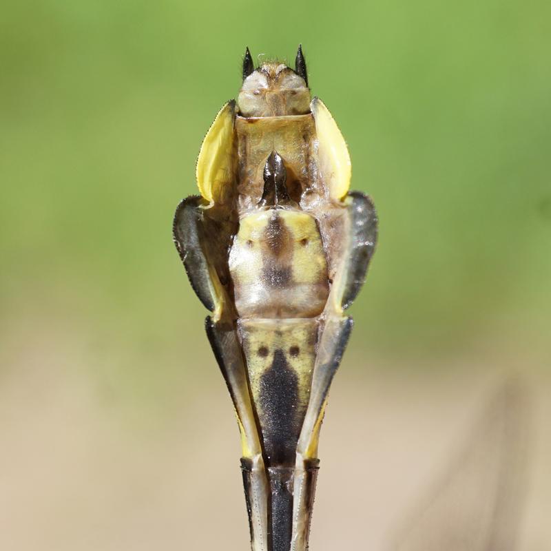 Photo of Cobra Clubtail