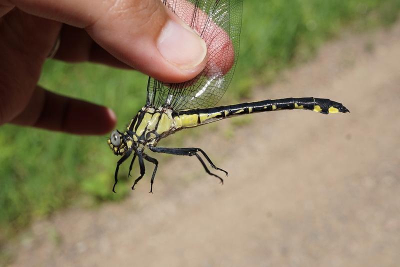 Photo of Splendid Clubtail