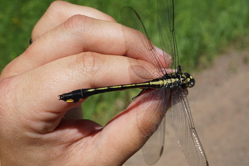 Photo of Splendid Clubtail