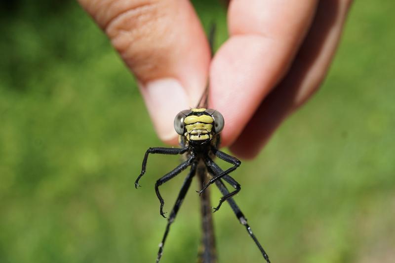 Photo of Splendid Clubtail