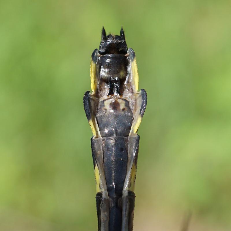 Photo of Splendid Clubtail