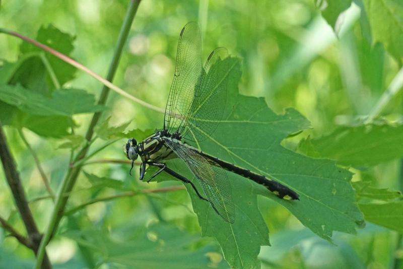 Photo of Splendid Clubtail