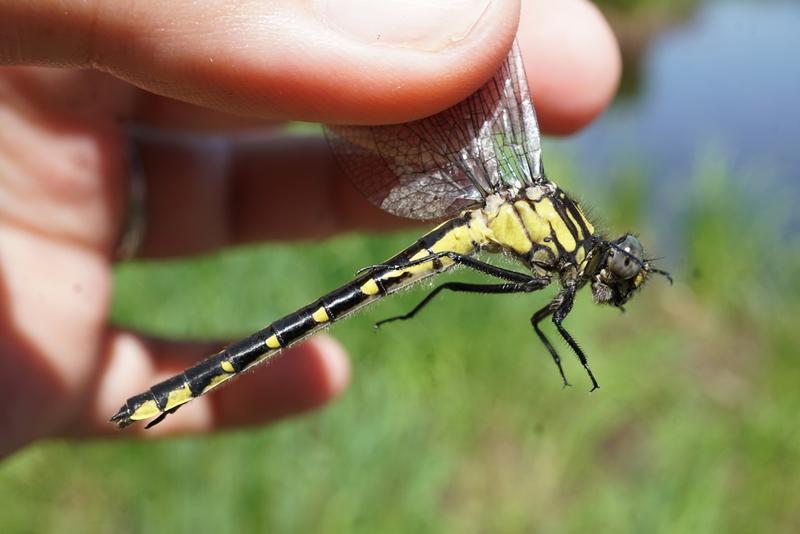 Photo of Green-faced Clubtail