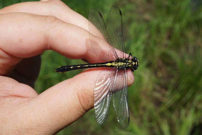 Photo of Green-faced Clubtail