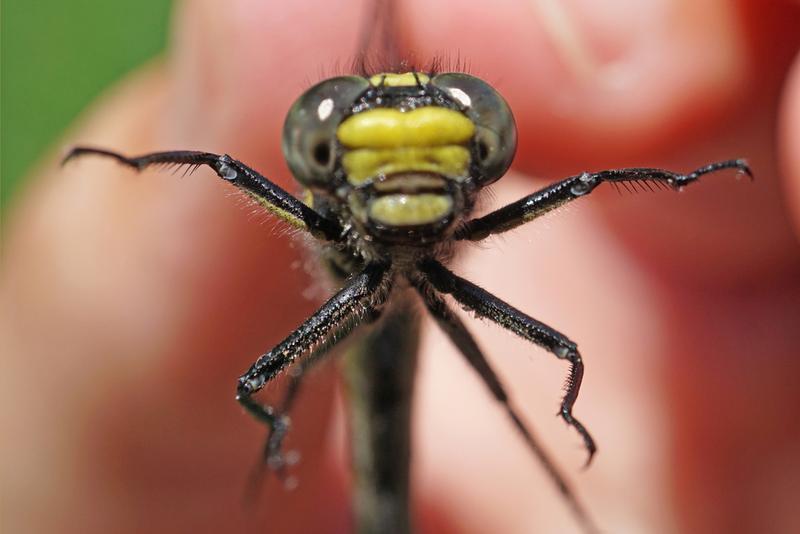 Photo of Green-faced Clubtail