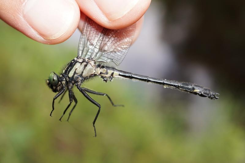 Photo of Mustached Clubtail