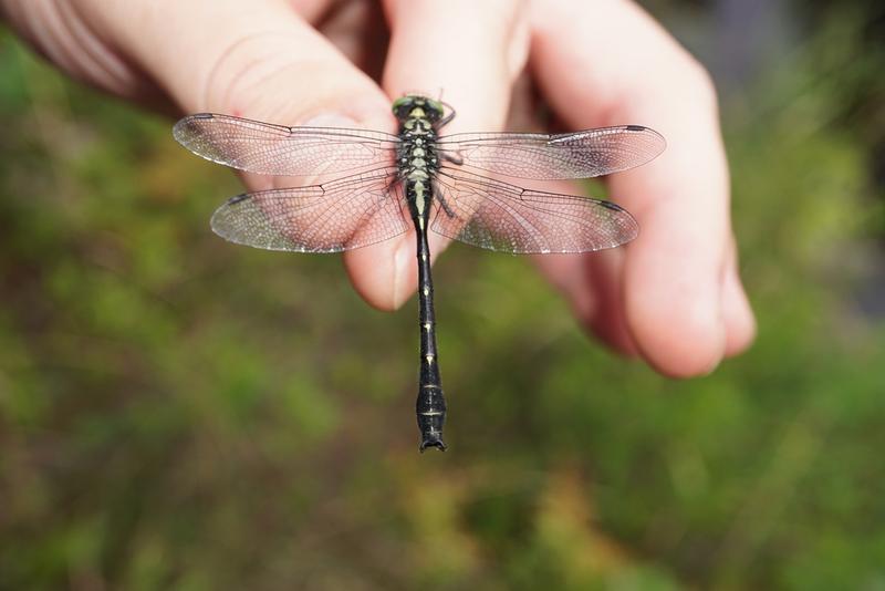 Photo of Mustached Clubtail