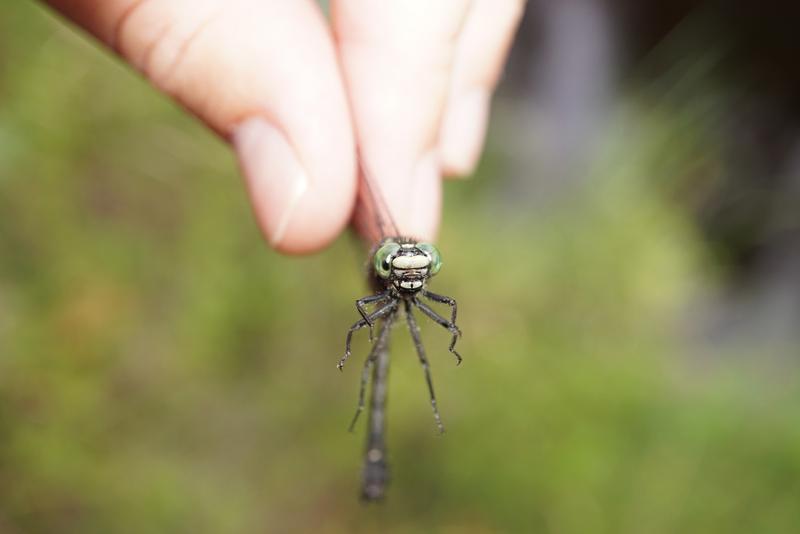 Photo of Mustached Clubtail