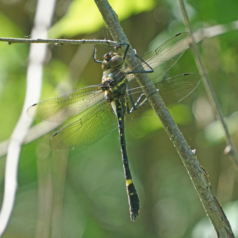 Photo of Swift River Cruiser (Illinois River Cruiser ssp.)