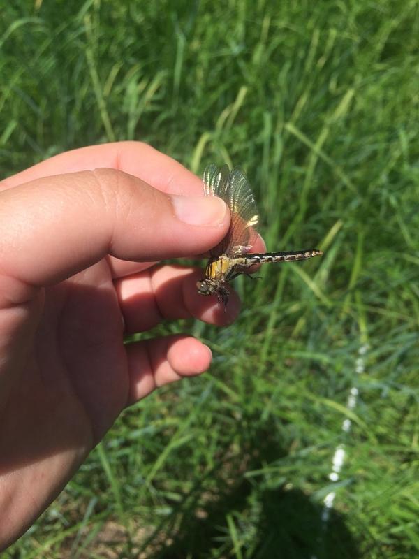 Photo of Pygmy Snaketail