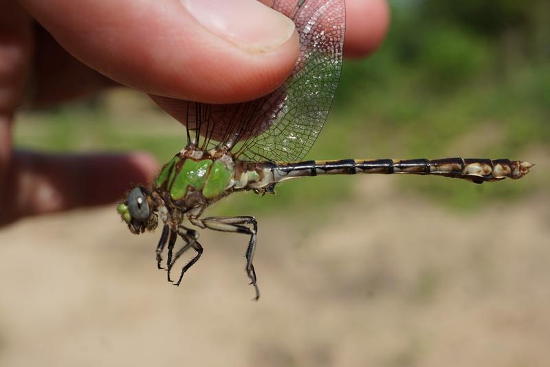 Photo of Sioux Snaketail