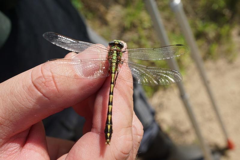 Photo of Sioux Snaketail