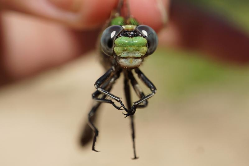 Photo of Sioux Snaketail