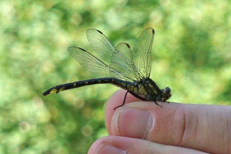 Photo of Rapids Clubtail