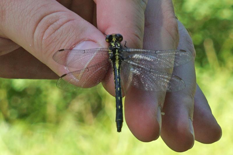 Photo of Rapids Clubtail