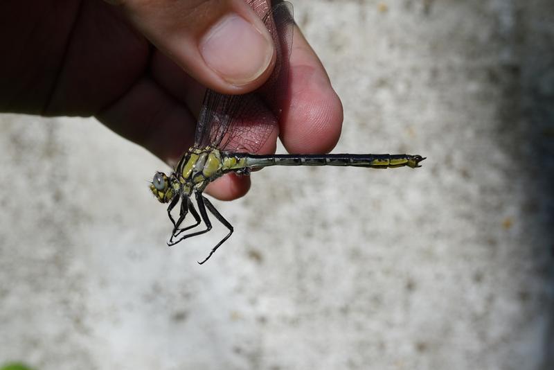 Photo of Horned Clubtail