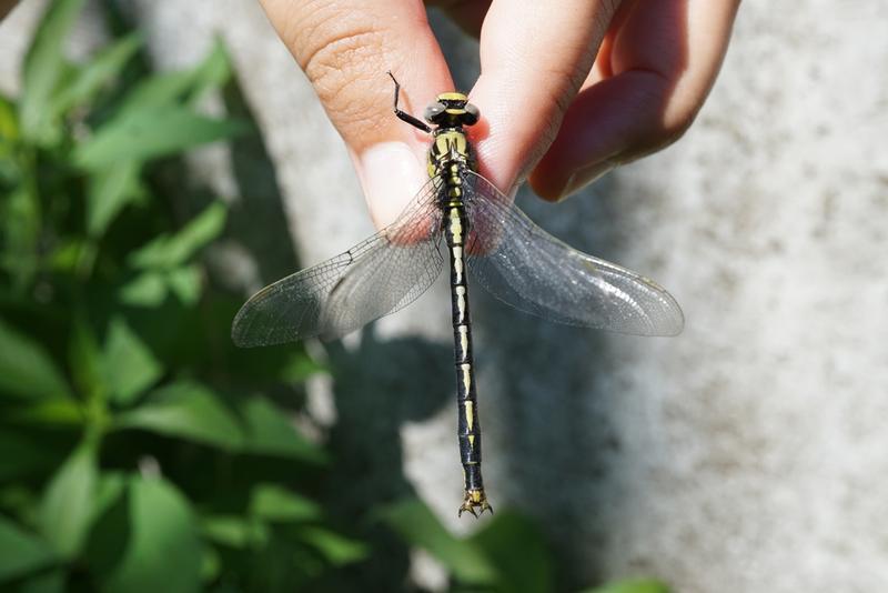 Photo of Horned Clubtail