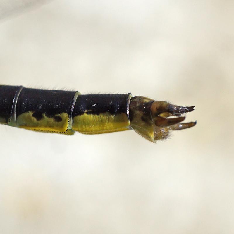 Photo of Horned Clubtail