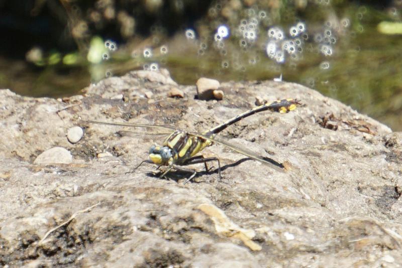 Photo of Plains Clubtail