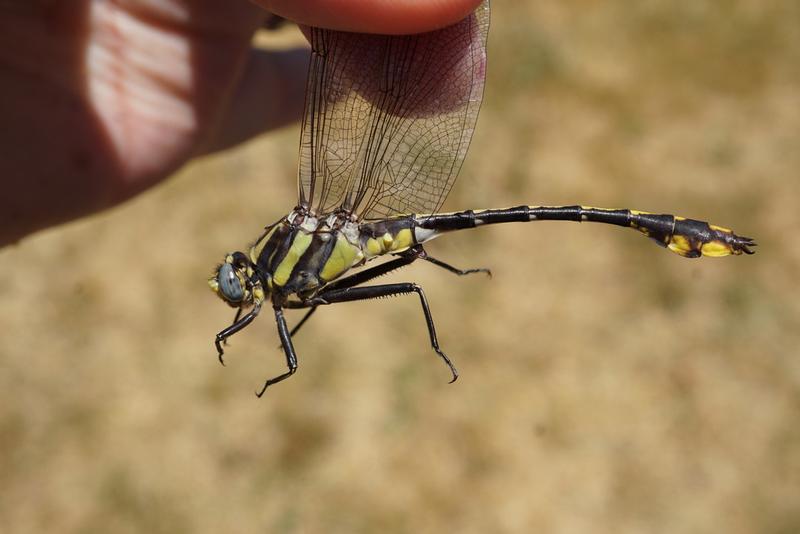 Photo of Plains Clubtail