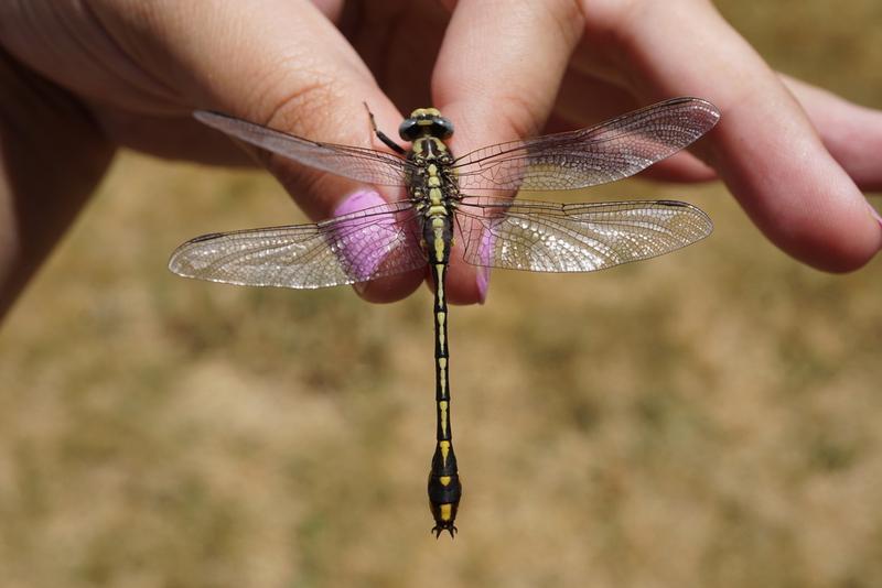 Photo of Plains Clubtail