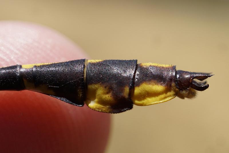 Photo of Plains Clubtail