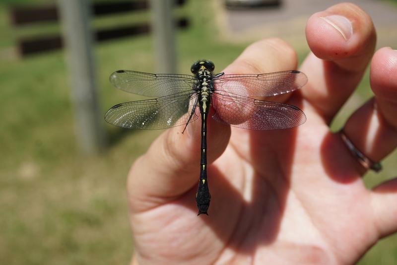 Photo of Green-faced Clubtail