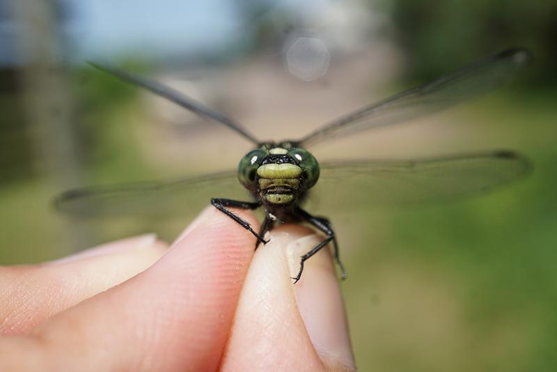 Photo of Green-faced Clubtail