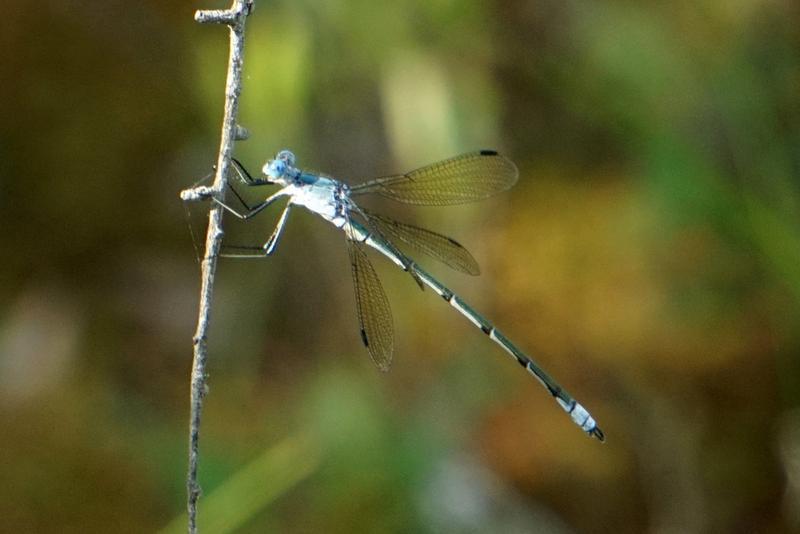 Photo of Amber-winged Spreadwing