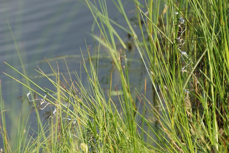 Photo of Amber-winged Spreadwing