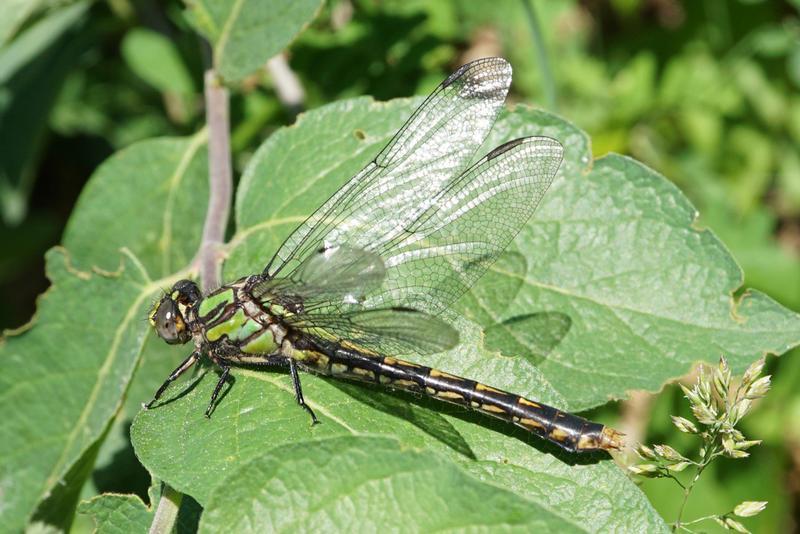 Photo of St. Croix Snaketail