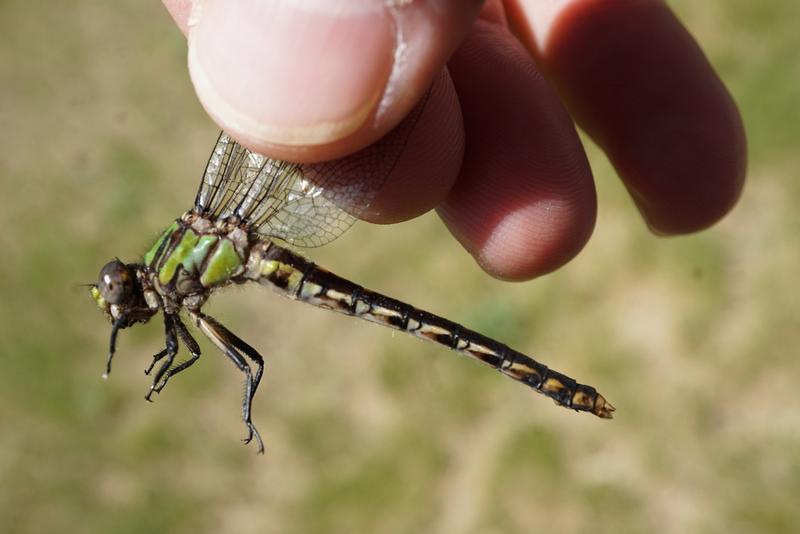 Photo of St. Croix Snaketail