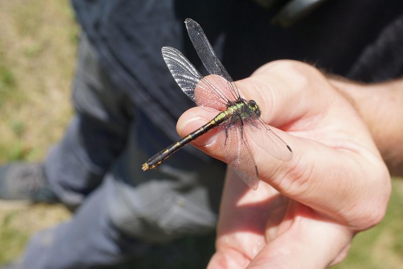 Photo of St. Croix Snaketail