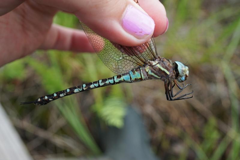 Photo of Spatterdock Darner