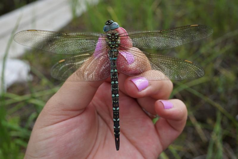 Photo of Spatterdock Darner