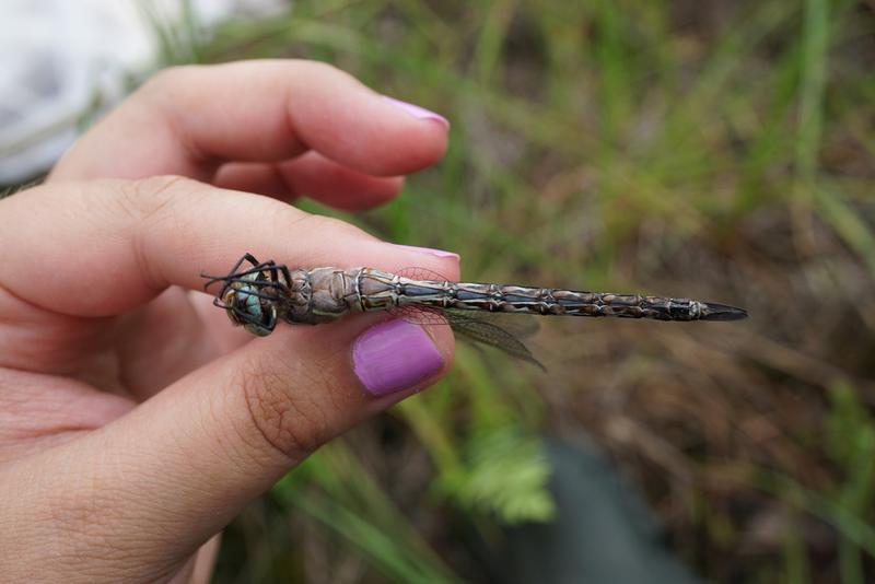 Photo of Spatterdock Darner