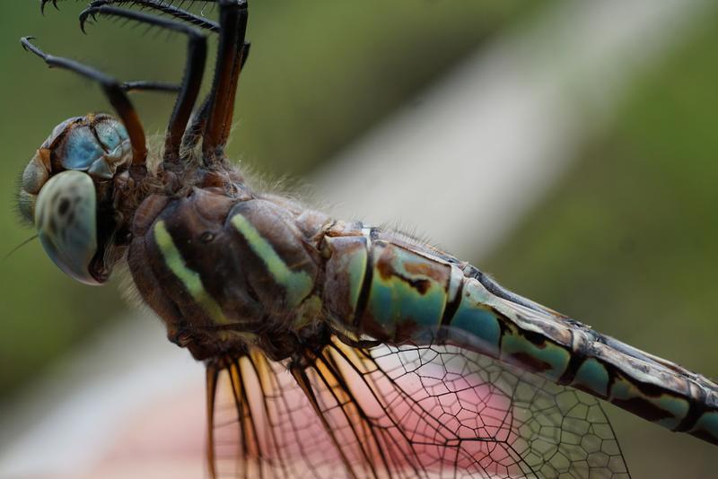 Photo of Spatterdock Darner