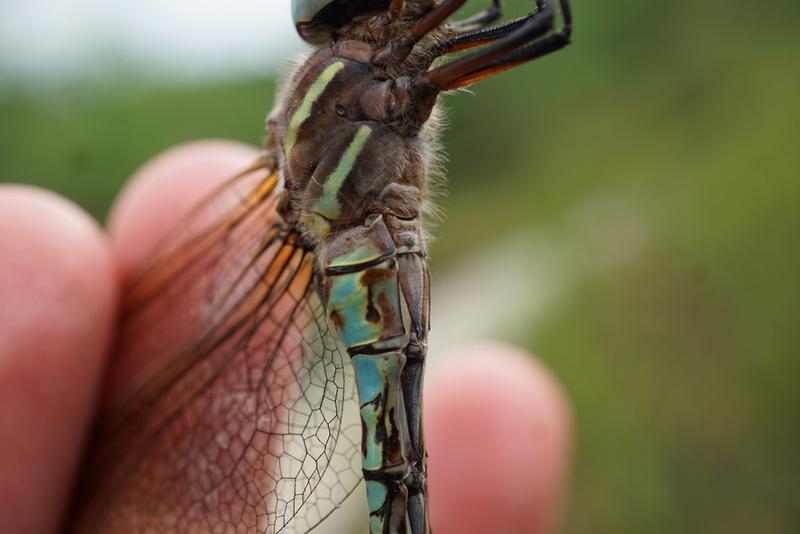 Photo of Spatterdock Darner