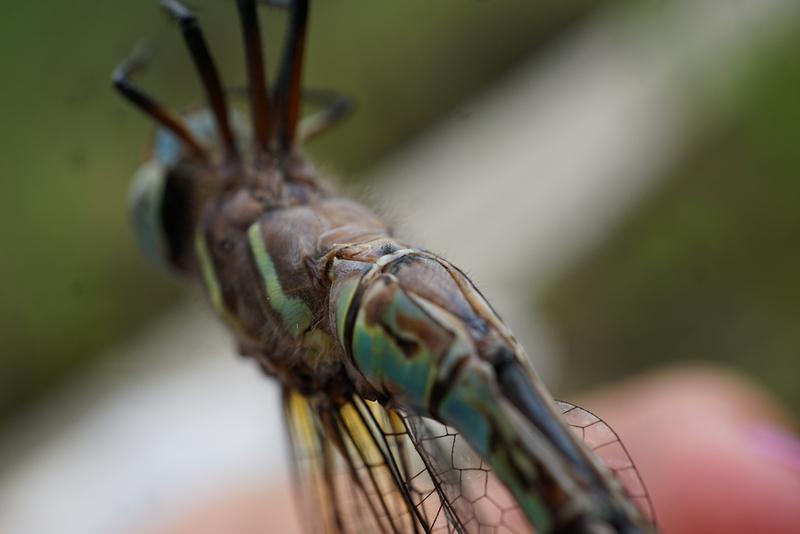 Photo of Spatterdock Darner