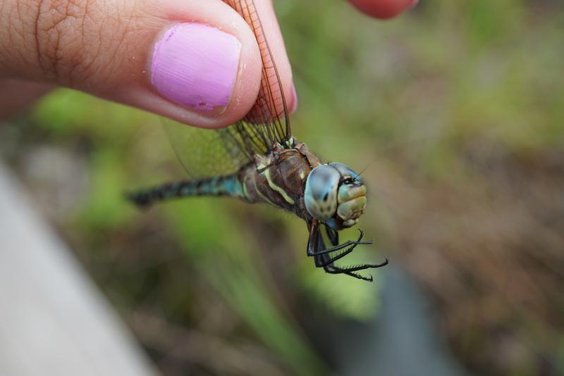 Photo of Spatterdock Darner