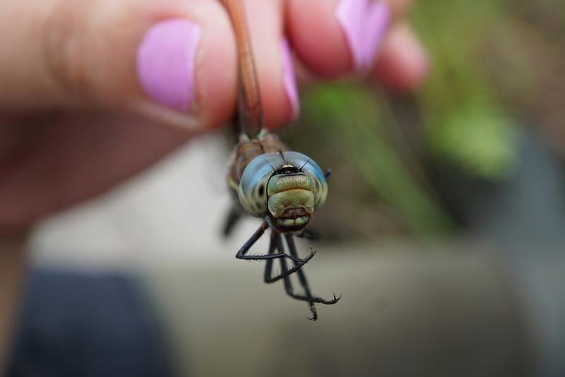 Photo of Spatterdock Darner