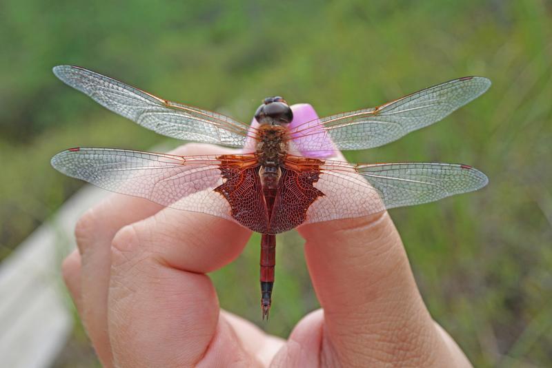 Photo of Carolina Saddlebags