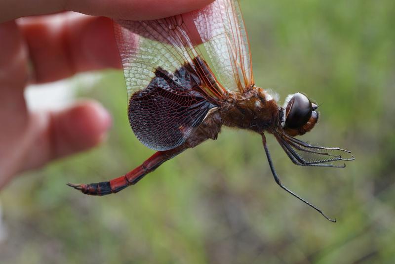 Photo of Carolina Saddlebags